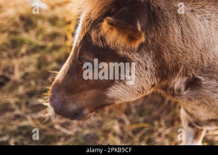 Islandpferde in der untergehenden Sommersonne Stockfoto