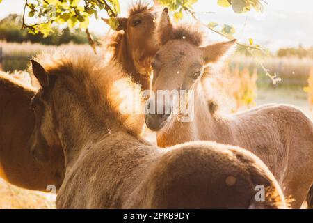 Islandpferde in der untergehenden Sommersonne Stockfoto