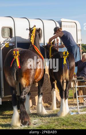 England, Dorset, Shaftesbury, die jährliche Wessex Heavy Horse Show und Country Fair, man Grooming Heavy Horse in Vorbereitung auf die Show Stockfoto