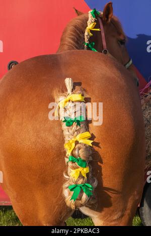 England, Dorset, Shaftesbury, die jährliche Wessex Heavy Horse Show und Country Fair, Detail von Heavy Horse Fleited Tail Stockfoto