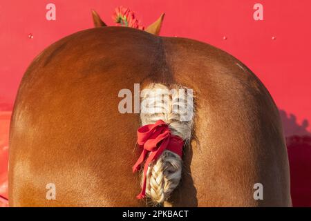 England, Dorset, Shaftesbury, die jährliche Wessex Heavy Horse Show und Country Fair, Detail von Heavy Horse Fleited Tail Stockfoto