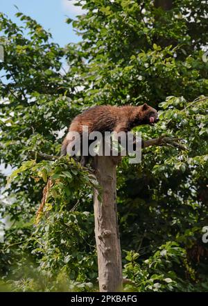 Wolverine aka wolverene - Gulo gulo - ruht auf trockenem Baum, verschwommener Wald und Himmelshintergrund Stockfoto