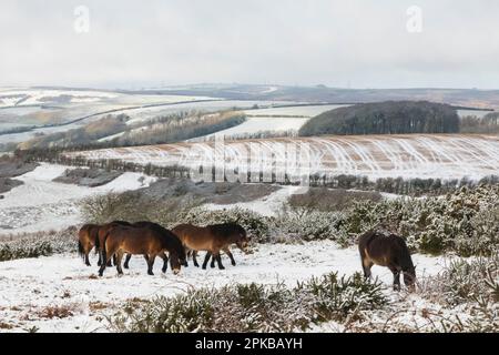 England, Dorset, verschneite Winterszene mit Feldern und Ponys in der Nähe des Thomas Hardy Monuments Stockfoto