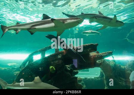 England, Dorset, Bournemouth, Bournemouth Oceanarium, Unterwassertunnel, Blacktip Reef Sharks Swimming Pass Schiffswrack Stockfoto