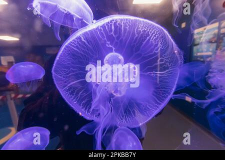 England, Dorset, Bournemouth, Bournemouth Oceanarium, Unterwassertunnel, Quallen Stockfoto