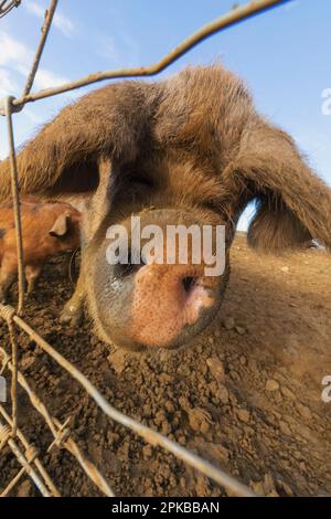 England, Dorset, Bridport, Symondsbury Estate, Oxford Sandy und Black Pigs Stockfoto