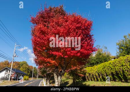 Japan, Honshu, Präfektur Yamanashi, Kobuchizawa, Rote Herbstblätter Stockfoto