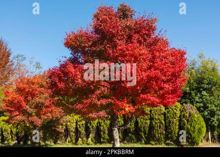 Japan, Honshu, Präfektur Yamanashi, Kobuchizawa, Rote Herbstblätter Stockfoto