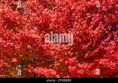 Japan, Honshu, Präfektur Yamanashi, Kobuchizawa, Rote Herbstblätter Stockfoto