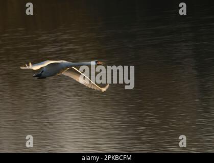 Europa, Deutschland, Hessen, Waldecker Land, Kellerwald-Edersee Nationalpark, Stummer Schwan (Cygnus-Farbe), der über Wasser fliegt Stockfoto