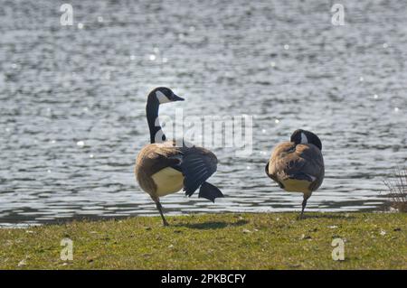 Europa, Deutschland, Hessen, Waldecker Land, Kellerwald-Edersee Nationalpark, Zwei Kanadiergänse (Branta canadensis), die an der Küste ruhen Stockfoto