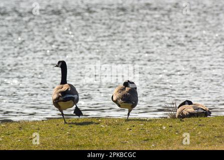 Europa, Deutschland, Hessen, Waldecker Land, Kellerwald-Edersee Nationalpark, Kanadische Gänse (Branta canadensis), die an der Küste ruhen Stockfoto