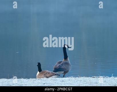 Europa, Deutschland, Hessen, Waldecker Land, Kellerwald-Edersee Nationalpark, Zwei Kanadiergänse (Branta canadensis), die an der Küste ruhen Stockfoto