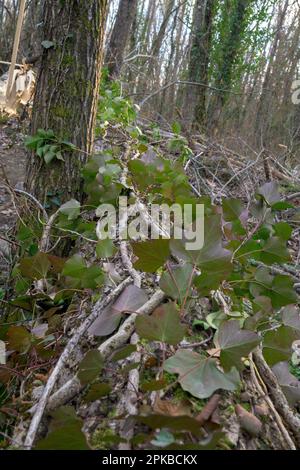 Ivy auf gefallenen Bäumen im atlantischen Mittelmeer-Waldökosystem Stockfoto