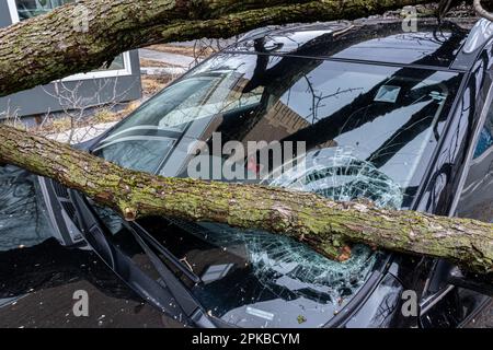Montreal, KANADA - 6. April 2023: Der eiskalte Regensturm brach einen Baum ein, der auf eine Windschutzscheibe fiel Stockfoto