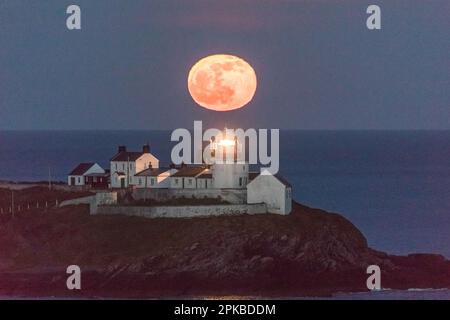 Roches Point, Cork, Irland. 06. April 2023. Hinter dem Leuchtturm von Roches Point, Co., erhebt sich ein rosa Mond Cork, Irland. David Creedon/Alamy Live News Stockfoto