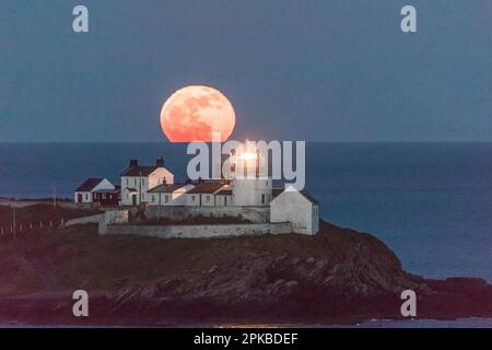 Roches Point, Cork, Irland. 06. April 2023. Hinter dem Leuchtturm von Roches Point, Co., erhebt sich ein rosa Mond Cork, Irland. David Creedon/Alamy Live News Stockfoto