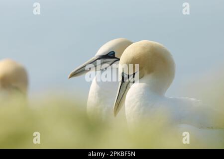 Porträt des Paars Northern Gannet (Sula bassana) mit hellgrünem Vordergrund und hellblauem Meer im Hintergrund, Leben auf den Klippen. Deutschland Stockfoto