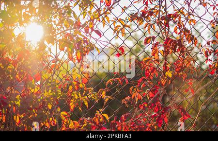 Herbstblätter und Reben, die auf Kettenzäunen wachsen. Natürliche Rebpflanzen, die sich um Stahldrähte wickeln und durch Zäune wachsen. Wunderschönes M Stockfoto