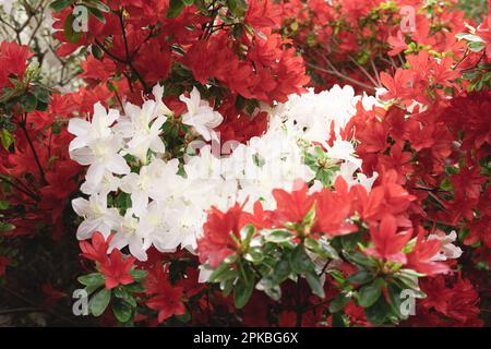 Viele wunderschöne weiße und rote Blumen aus dem Dr. Neil's Garden in Edinburgh, Schottland. Nahaufnahme mit Bokeh. Frühlingssaison. Stockfoto