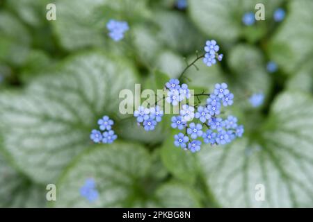 Viele schöne, kleine und elegante blaue Blumen mit grünen Blättern aus dem Dr. Neil's Garden in Edinburgh, Schottland. Nahaufnahme mit Bokeh. Federn Stockfoto