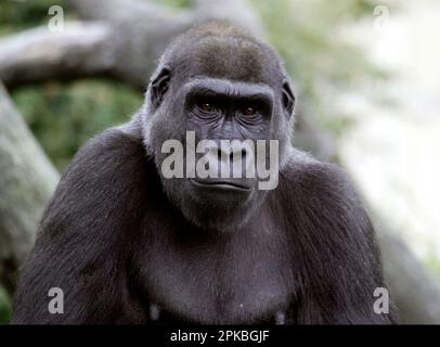 Porträt einer erwachsenen weiblichen Lowland Gorilla oder Western Gorilla, die in die Kamera schaut Stockfoto