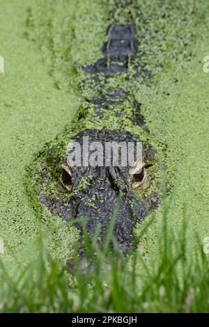 Ein amerikanischer Alligator, der teilweise in Wasser getaucht ist Stockfoto