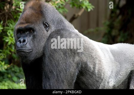 Ein erwachsener männlicher Lowland Gorilla oder Western Gorilla in Gefangenschaft Stockfoto