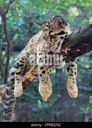 Ein bewölktes Leopardenjunges in einem Baum, Smithsonian's National Zoo, Washington, DC, USA Stockfoto