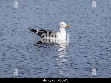 Eine kleine Möwe mit schwarzem Rücken larus fuscus auf einem See im Frühlingssonnenlicht. Stockfoto