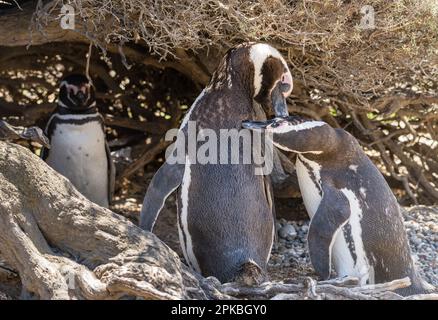 Ein Paar magellan-Pinguine in ihrem Nest im Punta Tombo Pinguin Sanctuary Argentinien Stockfoto