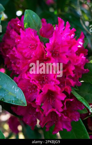 Die Blumen eines Rhododendron-Busches. Stockfoto