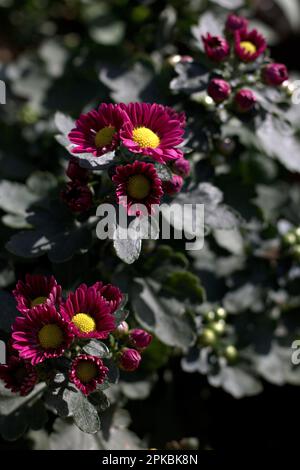 Im Garten blüht das Chrysanthemum Stockfoto