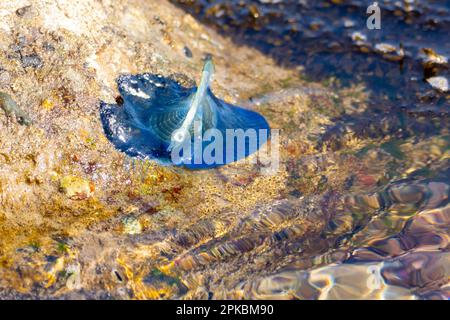 Velella Velella, auch bekannt als „by the Wind-Sailors“, am Strand in Malibu, Kalifornien, USA Stockfoto