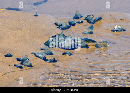 Velella Velella, auch bekannt als „by the Wind-Sailors“, am Strand in Malibu, Kalifornien, USA Stockfoto