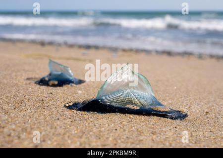 Velella Velella, auch bekannt als „by the Wind-Sailors“, am Strand in Malibu, Kalifornien, USA Stockfoto