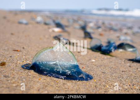 Velella Velella, auch bekannt als „by the Wind-Sailors“, am Strand in Malibu, Kalifornien, USA Stockfoto