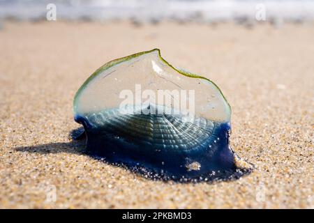 Velella Velella, auch bekannt als „by the Wind-Sailors“, am Strand in Malibu, Kalifornien, USA Stockfoto