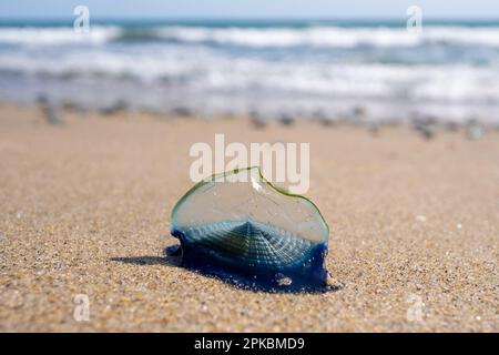 Velella Velella, auch bekannt als „by the Wind-Sailors“, am Strand in Malibu, Kalifornien, USA Stockfoto