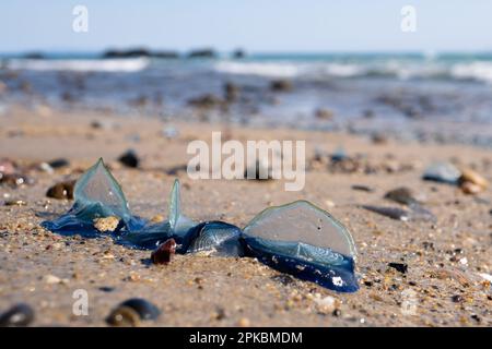 Velella Velella, auch bekannt als „by the Wind-Sailors“, am Strand in Malibu, Kalifornien, USA Stockfoto