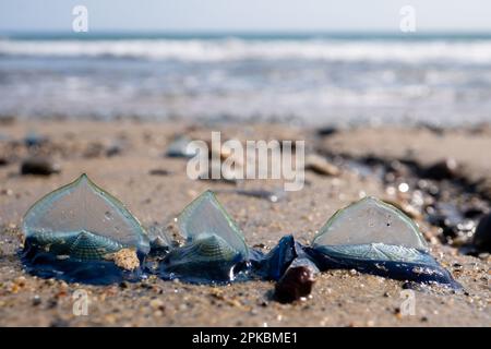 Velella Velella, auch bekannt als „by the Wind-Sailors“, am Strand in Malibu, Kalifornien, USA Stockfoto