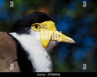 Außergewöhnlich wunderbarer maskierter Lapwing mit hellen Augen und unverwechselbaren Merkmalen. Stockfoto