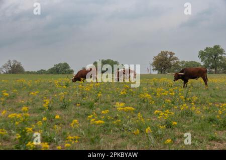 Mehrere Mitglieder einer Herde von Longhorn-Rindern, die an einem bewölkten Morgen auf einer Ranch mit leuchtenden, gelben kalifornischen Goldenrod-Blumen grasen. Stockfoto