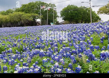 Ein Feld mit wunderschönen Bluebonnet-Blumen, die neben einer Straße blühen, mit einer amerikanischen und einer texanischen Flagge, die auf zwei von drei Fahnenmasten im Hintergrund weht. Stockfoto