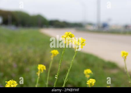 Eine Ansammlung gelber kalifornischer Goldenrod-Blumen, die im grünen Mittelstreifen blühen, neben einer Straße, die kurvenreich ist und im fernen Hintergrund verschwindet. Stockfoto