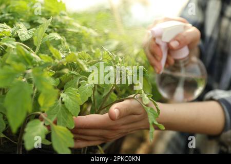 Frau besprüht Tomatensämlinge mit Wasser im Gewächshaus, Nahaufnahme Stockfoto