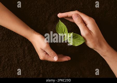 Ein Paar, das junge Setzlinge im Boden beschützt, Draufsicht. Pflanzbaum Stockfoto