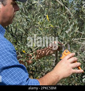 Bild eines Landwirts mit einer Schere beim Beschneiden eines Olivenbaums. Frühjahrsschnitt von Obstbäumen. Stockfoto