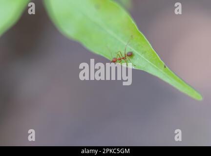 Rote Ameise auf grünem Blatt in der Natur. Stockfoto