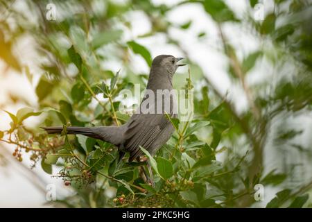 Ein grauer Katzenvogel auf einem Ast in den Sommerbüschen Floridas Stockfoto